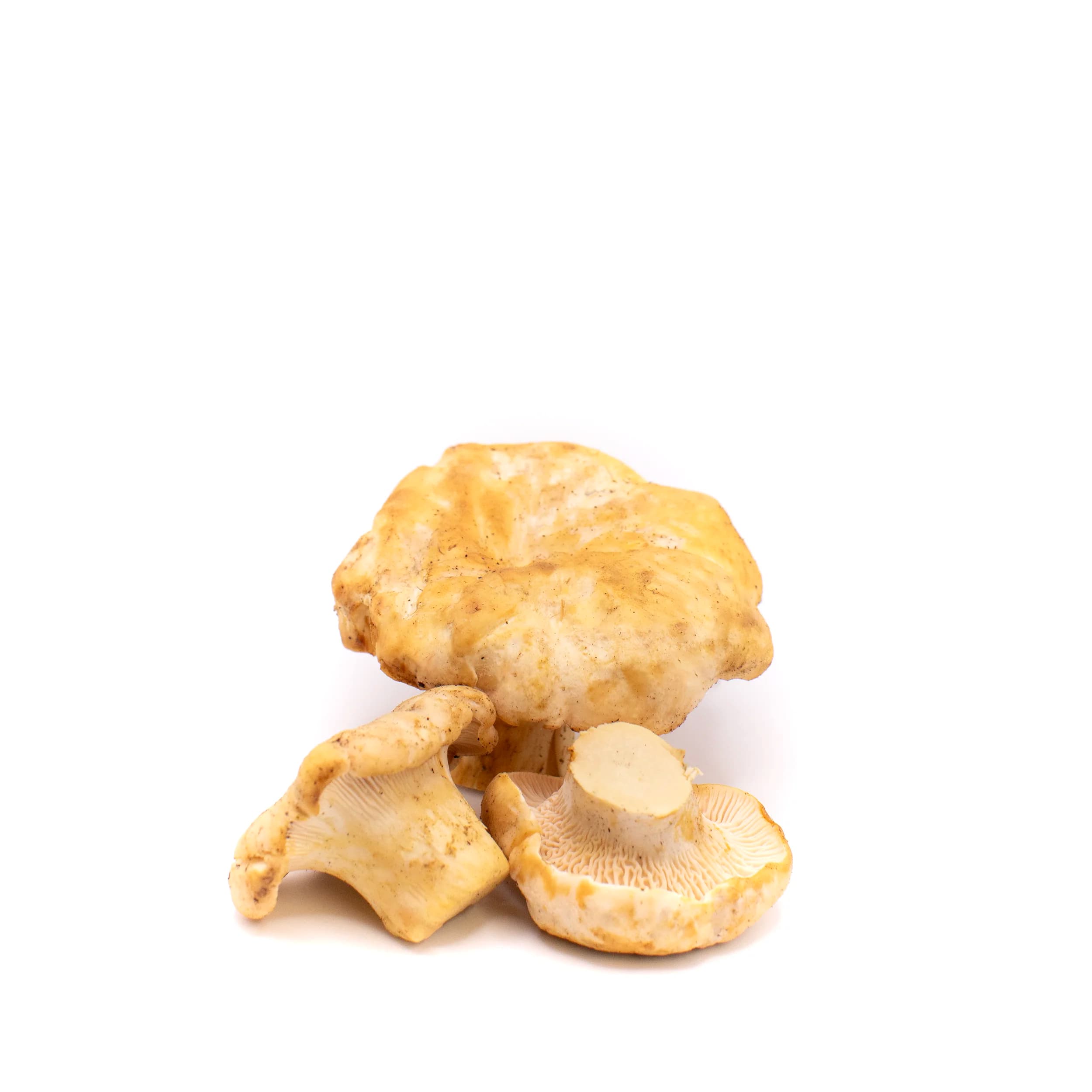 White chanterelle buttons product photo