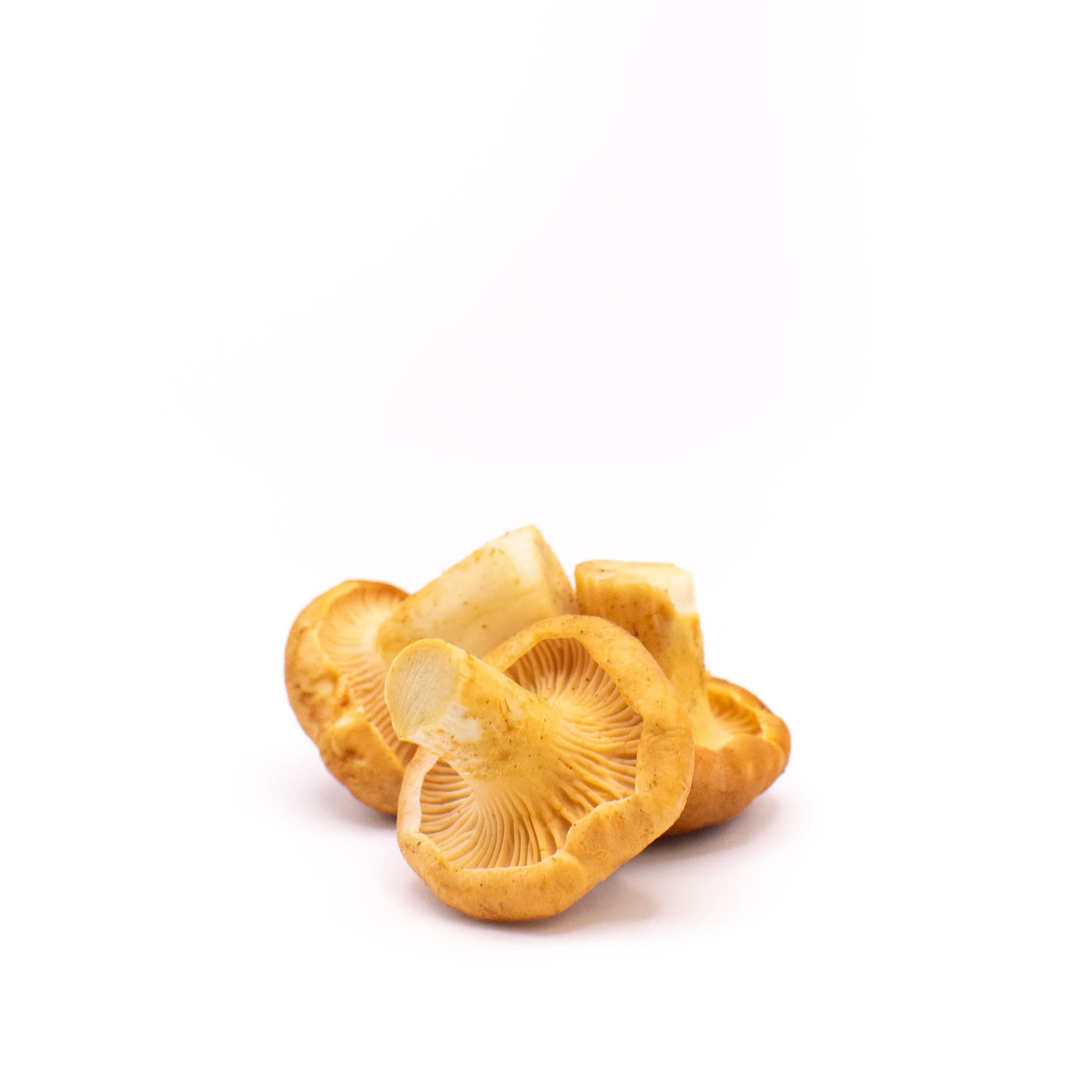 Yellow chanterelle buttons product photo