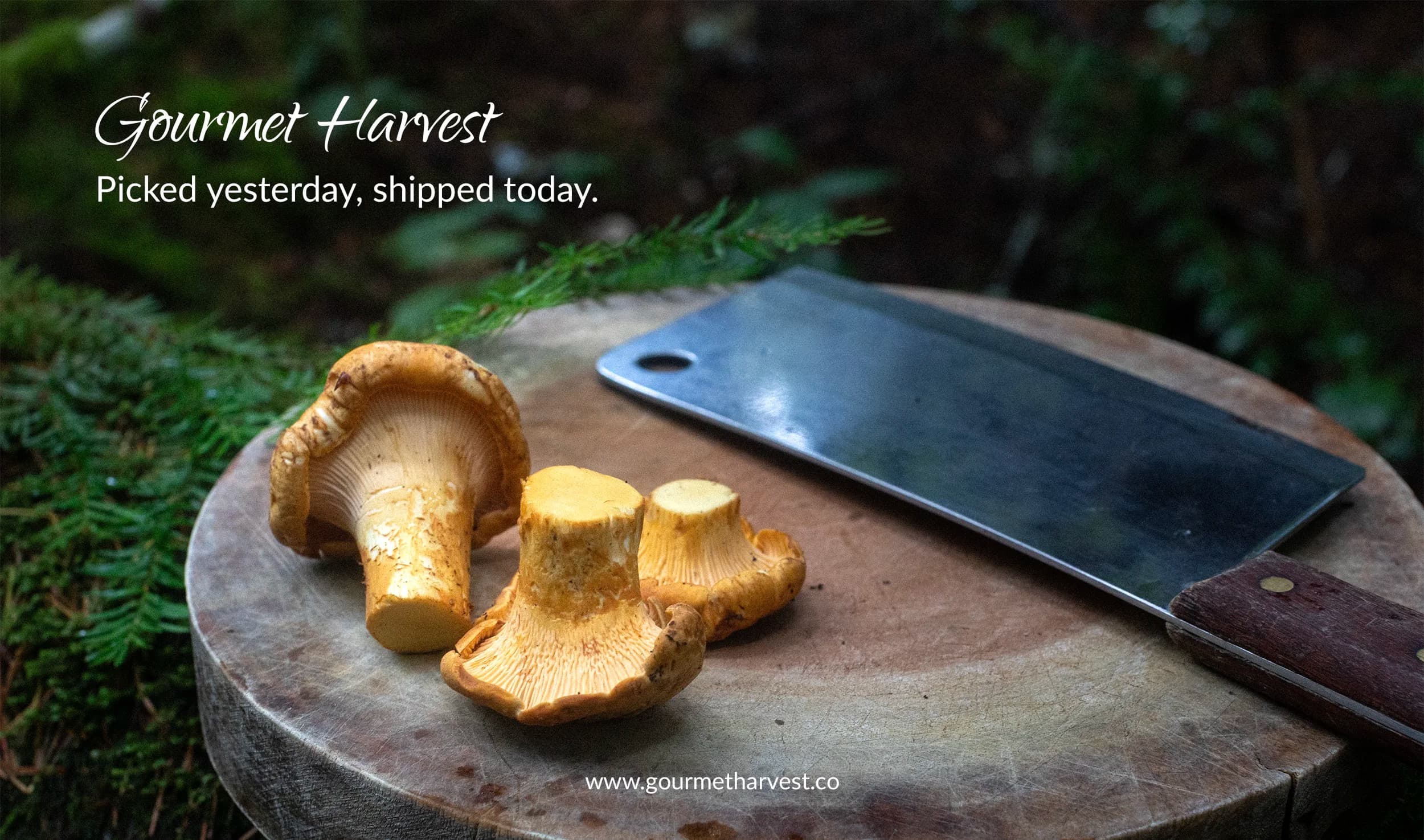Gourmet Harvest brand cover, yellow chanterelles on a cutting board in the forest